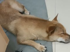 -申普宠物医院·眼科·心内科·影像科(普陀分院)