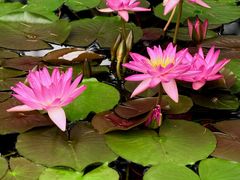 -国家植物园南园