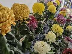 -杭州植物园