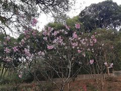 -桃花涧