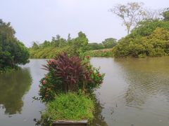 -大湾区中央湿地公园