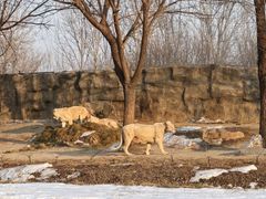 -北京野生动物园