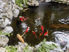 -鲤院·新中式美学·庭院餐厅(夫子庙店)