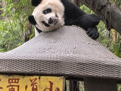 -广州长隆野生动物世界