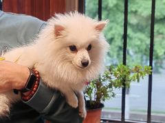 -土桥手掌鸡·26年灌县老味道(都江堰店)