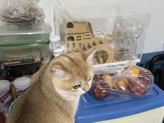-纳吉亚猫专科动物医院·北北分院
