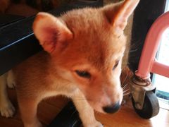 -柴犬高等学院·狗咖·柴犬售卖·宠物训练