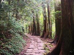 -天目山大树王景区
