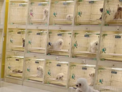 -宠爱多约克夏马尔济斯泰迪小型犬专卖