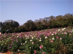 -松山湖南湖湾露营营地