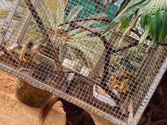 -西霞口神雕山野生动物世界