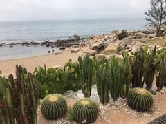 -广东惠东海龟国家级自然保护区