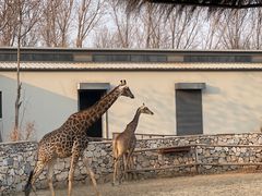 -北京野生动物园