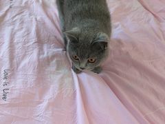 -派特宠物医院(圆融广场店)