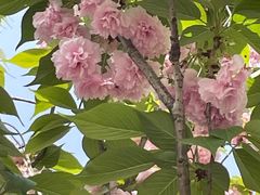 -嘉定紫藤园