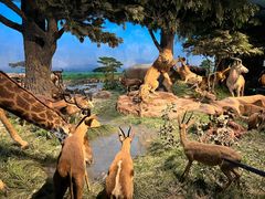 -国家自然博物馆