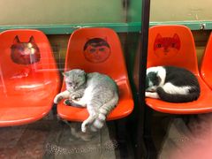 -猫咪博物馆(顶澳仔猫街店)