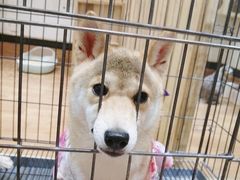-猫色咖啡·猫咖