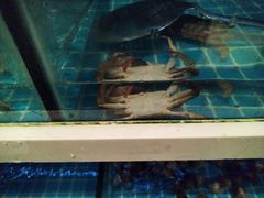 -龙岩佰翔京华酒店(京华购物中心店)