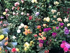 -双季花艺园艺市场(浦东店)
