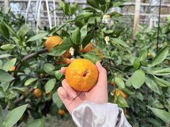 -前小桔亲子创意农场·草莓采摘·露营烧烤