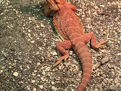 -帕帕拉兹宠物(亚洲旗舰店)