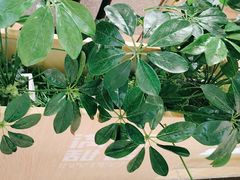 -满记甜品(王府井北京市百货大楼店)