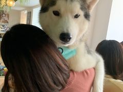 -Husky Go! 哈士奇体验馆·宠物咖啡厅狗咖