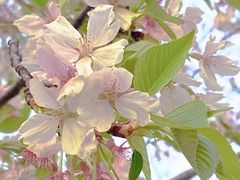 -西北湖绿化广场
