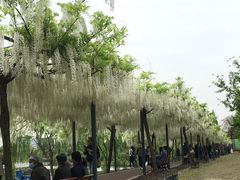 -嘉定紫藤园