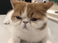 -飞行喵MR PILOT|猫舍·猫咖(静安大融城店)