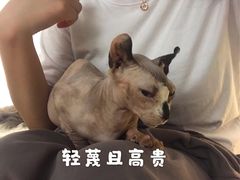 -松果猫咖(桐乡吾悦金街店)