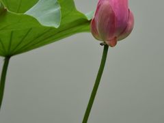 -陈家山荷花公园