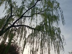 -石家庄市植物园