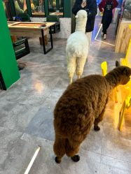 -神奇动物撸宠馆·羊驼·小浣熊·异宠(豫园店)