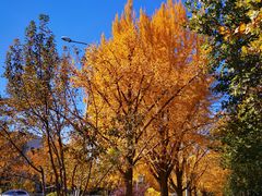-三里屯东五街银杏大道
