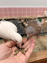 -Moni星球萌宠·小马宝莉·灵蛇·高端高阶全萌宠互动体验俱乐部(红豆国际广场店)