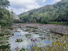 -野象谷景区