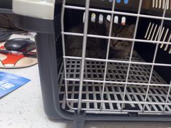 -瑞鹏宠物医院·普外科·影像科·皮肤科(城市山谷分院)