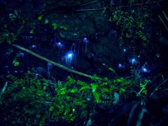 -怀托摩萤火虫洞