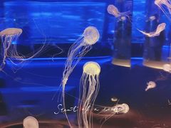 -上海海昌海洋公园