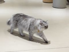 -藏猫猫咖啡主题馆(中央大道店)