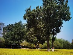 -长白岛森林公园