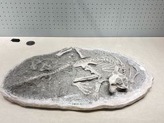 -辽宁古生物博物馆