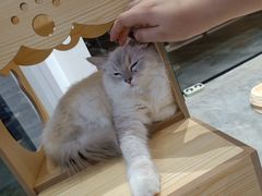 -瞄一喵猫咖(格力海岸店)