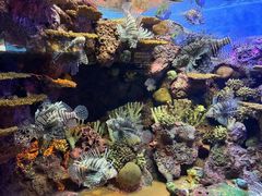-上海海洋水族馆