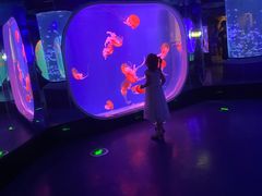 -芜湖新华联大白鲸海洋公园