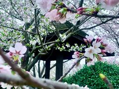 -顾村公园