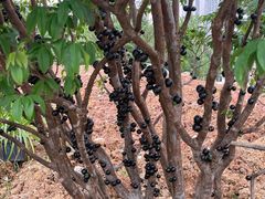 -三圣花乡旅游区