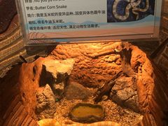 -萌宠奇缘